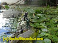 /home//u458753944/public_html/sourcegallery////Frogs/Bullfrogs 2016-08 Ontario/P8120047.JPG